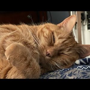 Meet your Posher, Kim